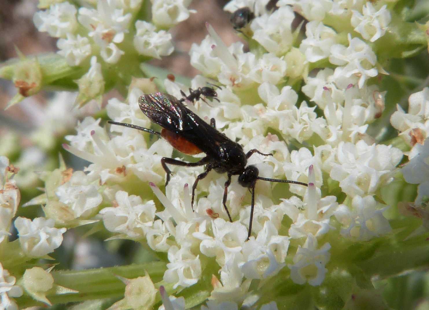 Piccolo Braconidae